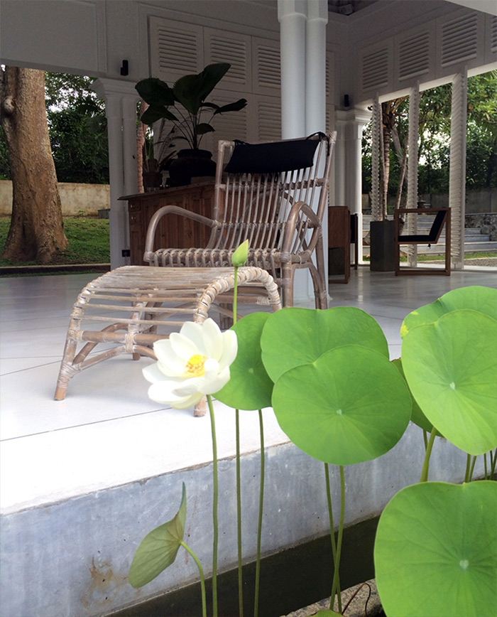 Lotus, coffee, relax