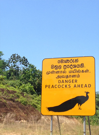Peacock, expressway