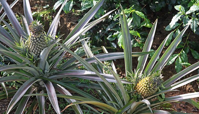 Organic pineapples