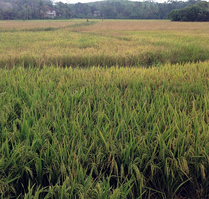 Rice, rice paddy